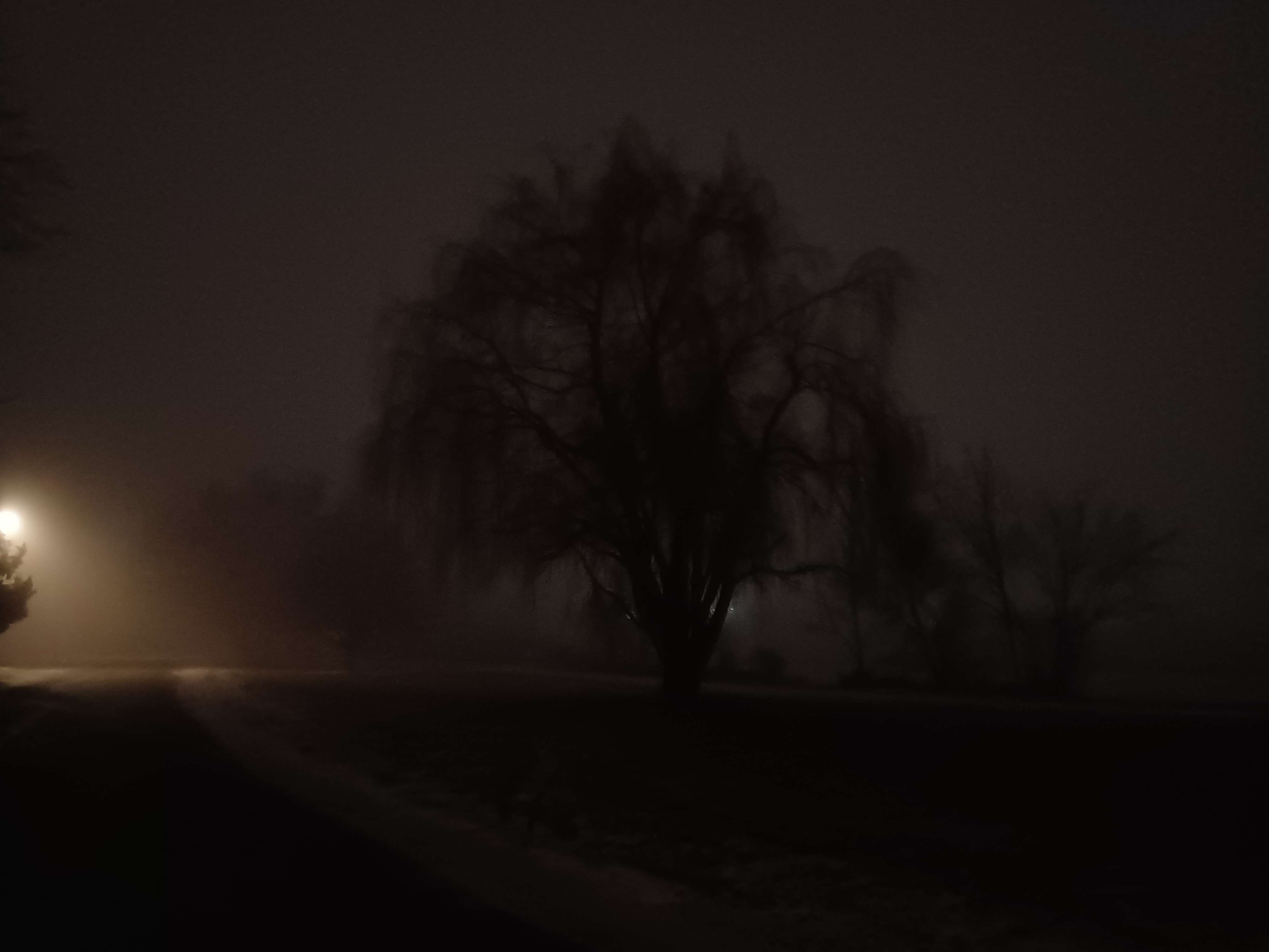 a blurry willow tree